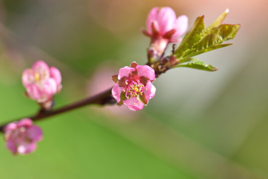 Beautiful blooming peach flowers against the natural background
