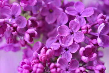 Naklejka na ściany i meble Beautiful lilac flowers (Syringa) in garden. Natural floral background