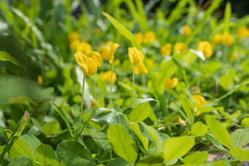 spring yellow flowers background with morning sunshine