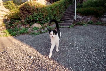 Obraz premium Kitty cat on village street.