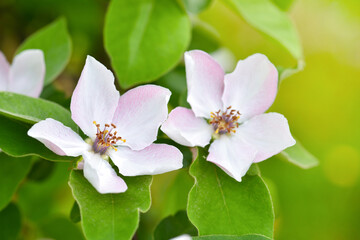 Branch of a blossoming quince of oblong (Cydonia oblonga) on a natural background