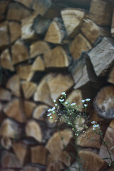 a delicate flower on the background of a woodpile