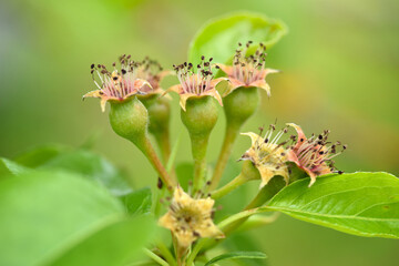 Closeup small ovaries of pear on a tree branch in spring garden