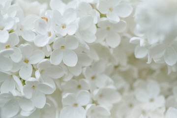 White lilac, flowers close-up. Natural floral background