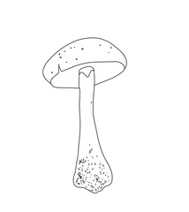 Illustration of a mushroom in the style of linart