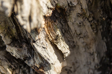 Spider on a tree log in the forest - Powered by Adobe