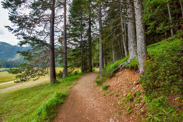 Hiking path in the forest near Black Lake (Crno Jezero) in Durmitor Nacional Park. Zabljak location, Montenegro