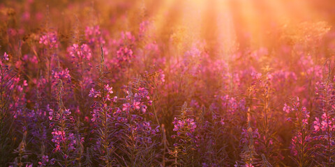 An orange sunset and a blooming meadow with a blur. Soft shining rays of the sun. Natural beautiful banner