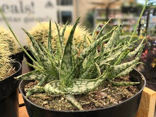Obraz premium Succulents and cactus plants in small black pots