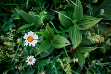 Chamomile flowers on green grass background.