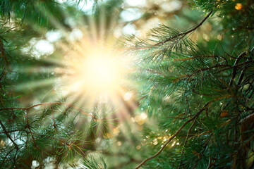 The sun's rays through the branches of a pine tree. Beautiful natural forest background with blur