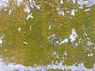 green moss wall texture background