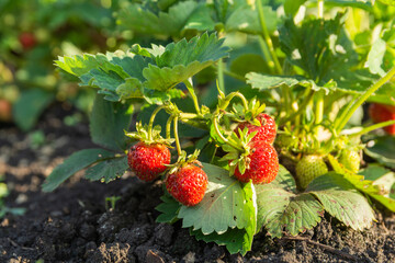 Strawberry plant in the garden. Strawberry branch with red berries and green leaves in the garden bed