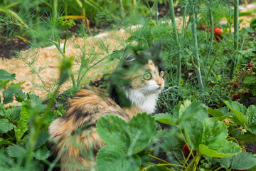 A young tricolor fluffy kitten sits in the garden among vegetables and flowers. Adorable white-red, black cat