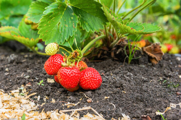 Plantation of red strawberries in the garden bed. Strawberry branch with red berries and green leaves
