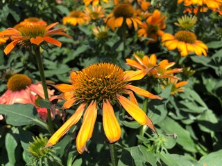 Yellow sunflowers blooming in a garden
