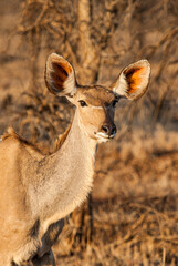 Greater Kudu walking across the savannah in the early morning light in Africa