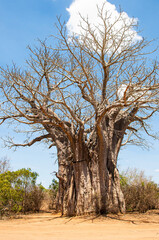 Fototapeta na wymiar Baobab tree in the dusty roads of the Kruger National Park in South Africa