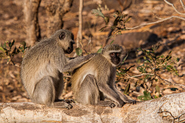Two Vervet Monkeys preening in the warm afternoon sun in the Kruger Park