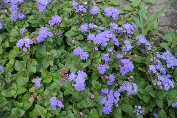 Top view of flowering lavender colored Ageratum houstonianum in mid July
