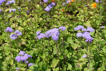 Upright stems with lavender colored flowers of Ageratum houstonianum in July