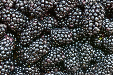 background from ripe blackberry. Food photo. Close up of berries. A pattern for further use. Design element