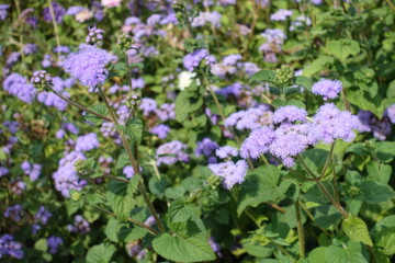 Whole lot of lavender colored flowers of Ageratum houstonianum in mid September
