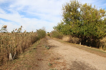 Rural road passing through a natural area