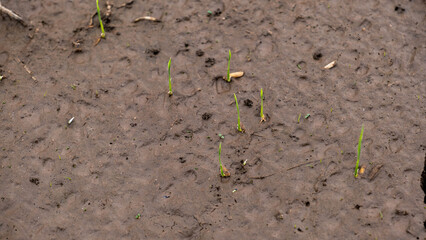 On the wet ground, sprouts of rice grew.