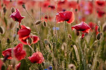 Close up of red poppy flower on the field.