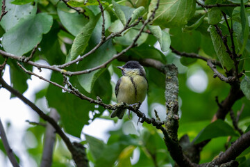 male tit bird on a branch