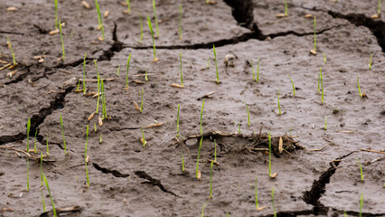 On the wet ground, sprouts of rice grew.