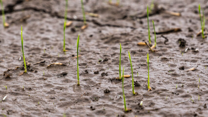 On the wet ground, sprouts of rice grew.