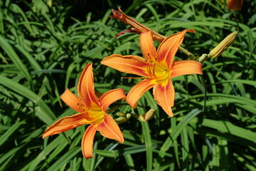 Two bright orange flowers of tiger daylily in mid June