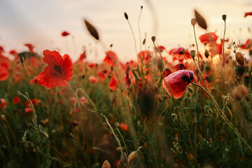 Beautiful summer day. Red poppy field.