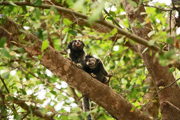 macaco nico
