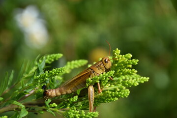 A grasshopper clinging to a plant