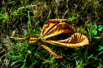Natur