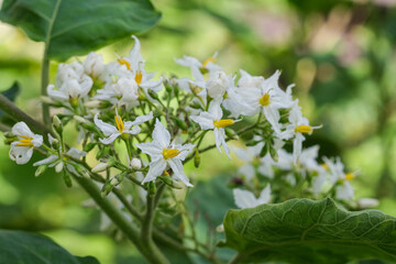 white aubergine flowers on a blurred background