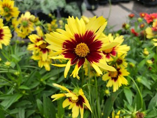 Bright yellow and red super star coreopsis flowers, soft background