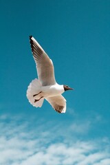 seagull flying in the sky