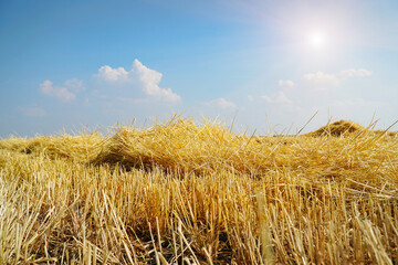 Beautiful dry stubble on the field against the sky