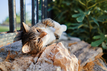 Cute street cat laying on fence.