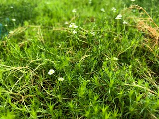 Fresh green patch of scotch moss decorative plants with flowers