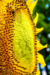 【夏イメージ】ヒマワリとミツバチ