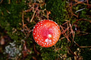 Fly agaric forest mushroom in fall season.
