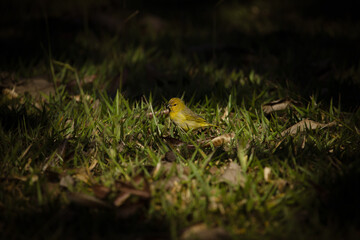 Selective Focus on small yellow canary walking on the lawn. Bokeh light effect. Scale concept.