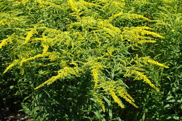 Small yellow flowers and buds of Solidago canadensis in August