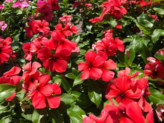 Close up of red periwinkle vinca flowers in pots