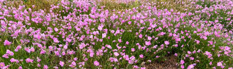 wide angle view of pink purple wild flowers in a spring meadow field